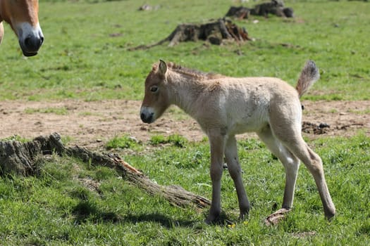 Newborn Przewalski's foal at Sababurg Zoo