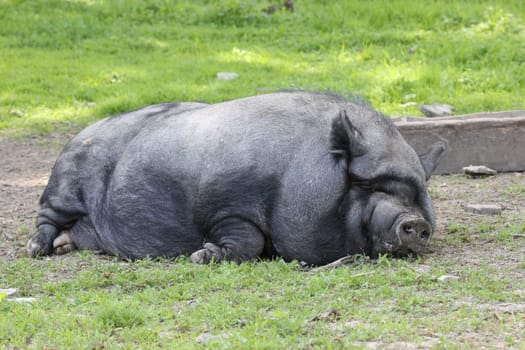 Sleeping pot-bellied pig at Sababurg Zoo