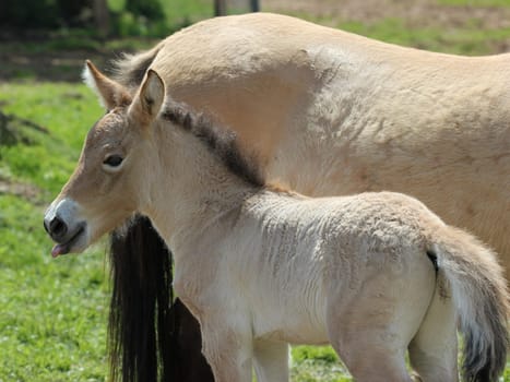 Newborn Przewalskifoal sticks out tongue