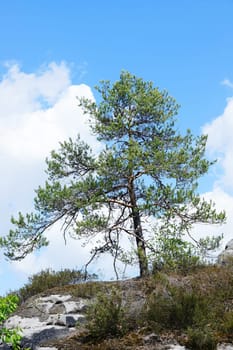 Conifer tree on a ridge