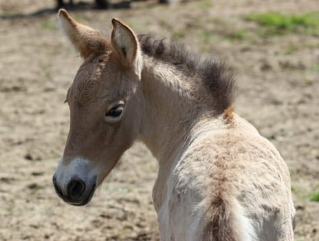Newborn Przewalski's foal at Sababurg Zoo