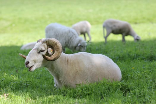 Freshly shorn Wallachian sheep at Sababurg Zoo