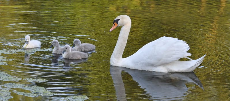 Swan family