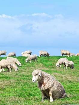 Flock of sheeps on the meadow