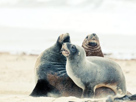 Wildlife photo of a New Zealand sea lions