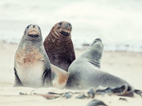 Wildlife photo of a New Zealand sea lions