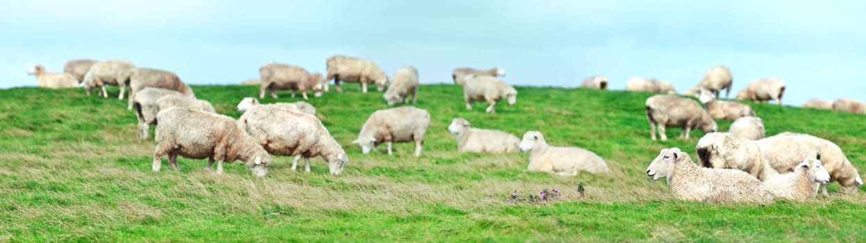 Flock of sheeps panorama. Shallow DOF