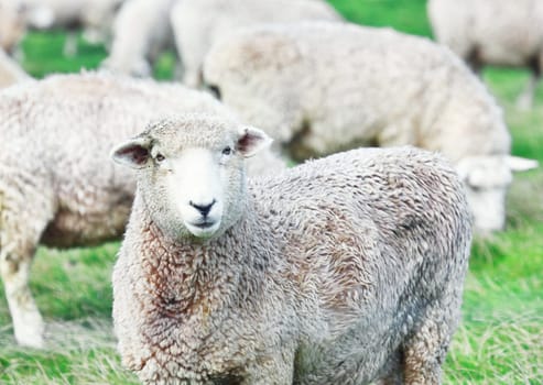 Flock of sheeps on the meadow