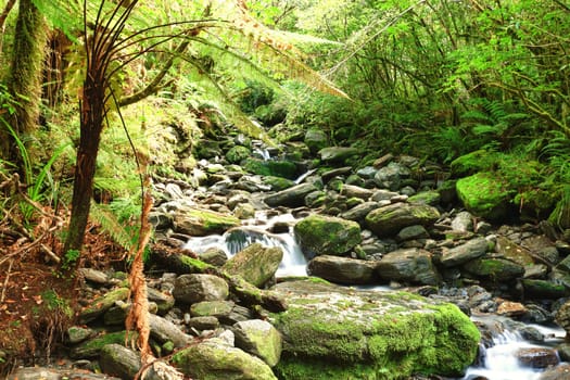 Stream among New Zealand native bush