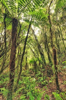 The New Zealand native bush