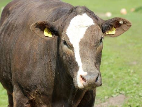 Young brown cow with white blaze