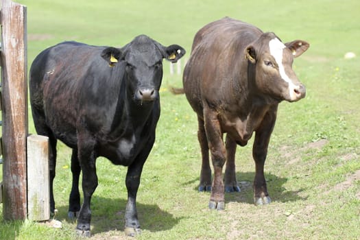 Young cows on the Dörnberg