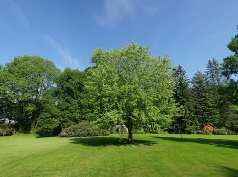 single tree in a park in spring time