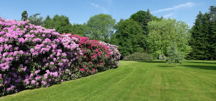 blooming red and pink rhododendron flowers in a park
