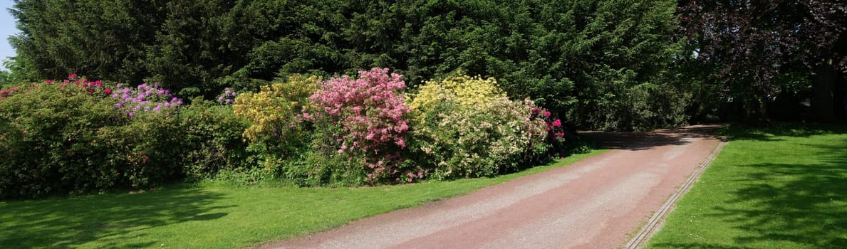 blooming rhododendrons in a park