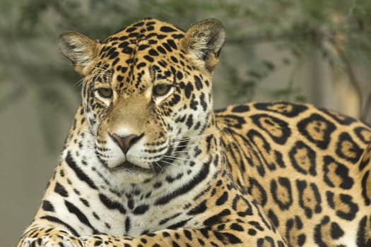 Jaguar portrait lying on a tree trunk