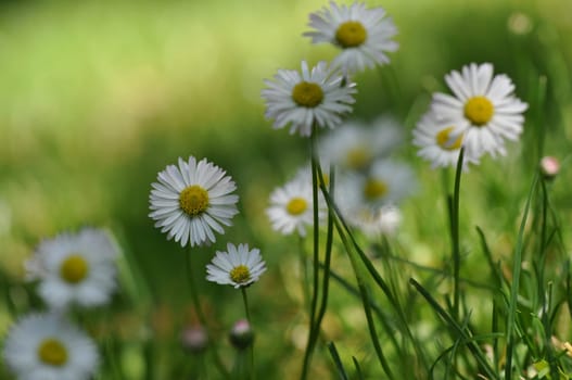 Daisy