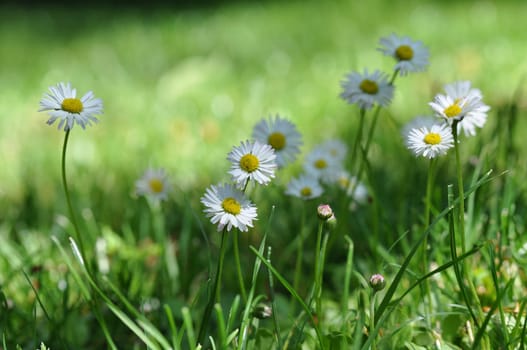 Daisy