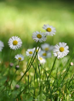Daisy