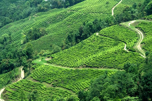 Green mountain slope covered with tea garden