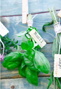 Hanging labeled fresh green Basil in front of a wooden blue background