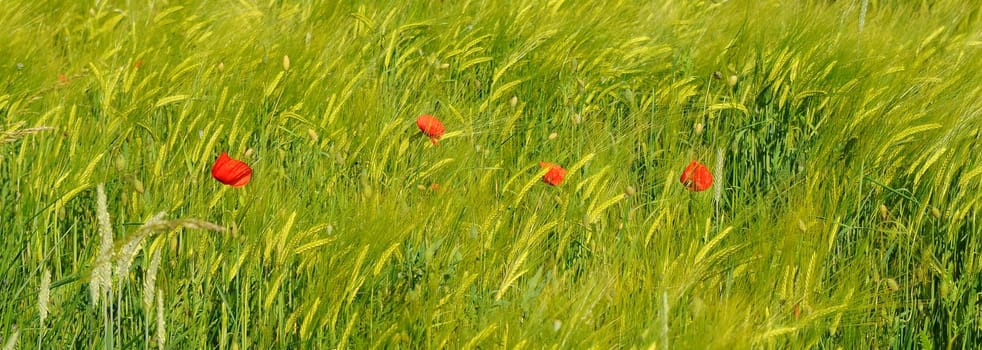 Rye field with poppy seeds