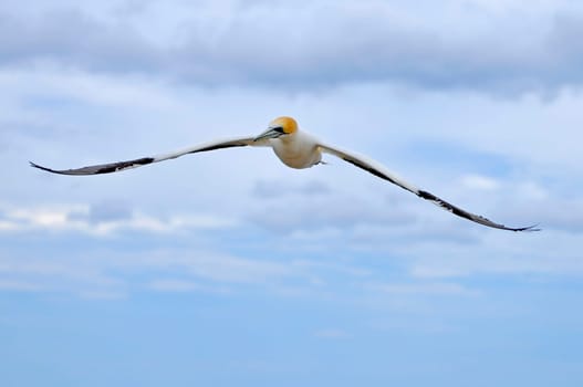 Boobies floating in the headwind