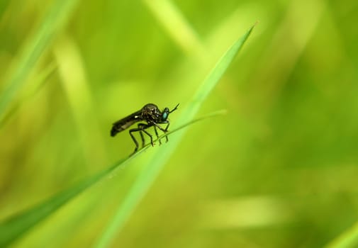 Makroaufnahme einer schwarzen Habichtsfliege auf einem grünen Grashalm