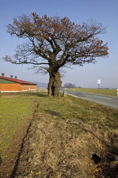 The border oak in Dudenhausen