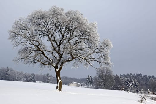 Oak in the snow