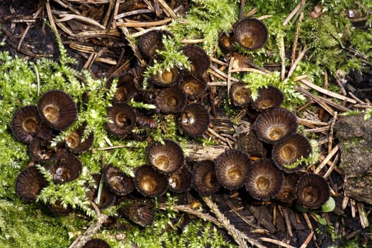 Striped Teuerling