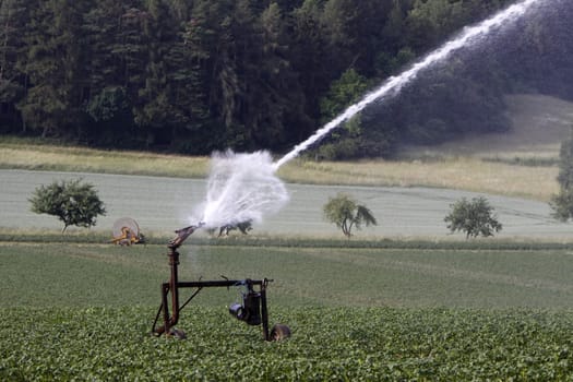 Watering a potato field