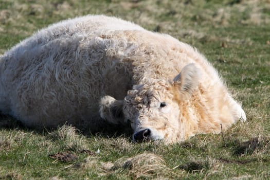 Galloway beef