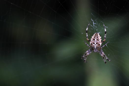 Brown garden spider