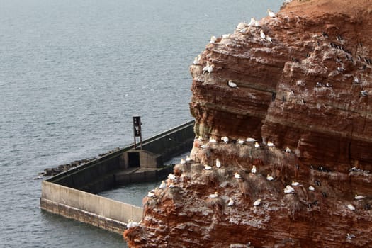 The guillemot rock on Heligoland