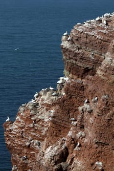 The guillemot rock on Heligoland