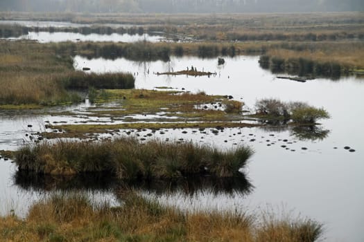 In the Hiller Moor on a gloomy autumn day