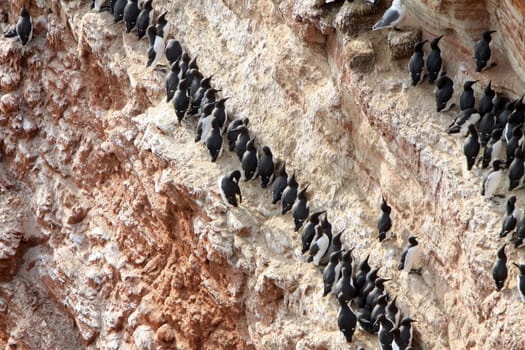 Guillemots on Heligoland