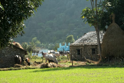 Scene of a typical Indian village situated at foot of mountain