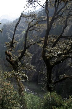 Mountain trees on top edge of Yamuna river valley, Yamunothri, Uttarakahand, India, Asia