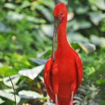 Scarlet Ibis (Eudocimus ruber) red tropical bird