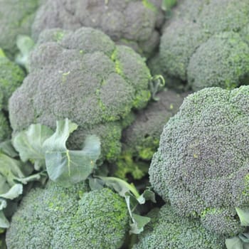 Broccoli plant in the cabbage family, with large edible flower head vegetable