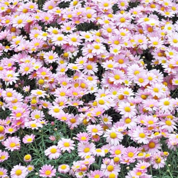 Common daisy Bellis Perennis Plantae Angiosperms Eudicots Asterids Asterales Asteraceae