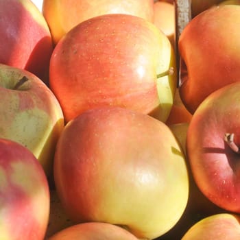 Apple fruit (Malus Domestica), green, yellow or red