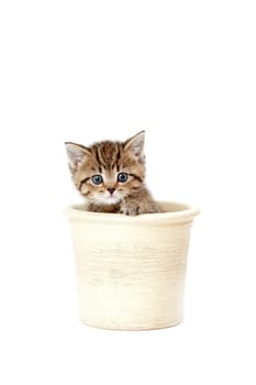 Little Tiger