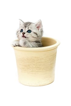 Little Tiger
