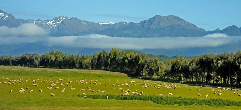 Sheep pasture