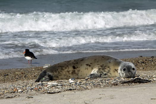 Grey seal on Heligoland