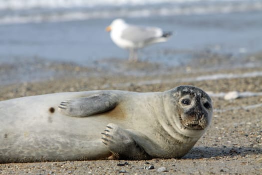 Grey seal on Heligoland