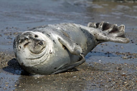 Grey seal on Heligoland